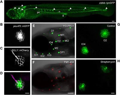 Hair cell toxicology: With the help of a little fish